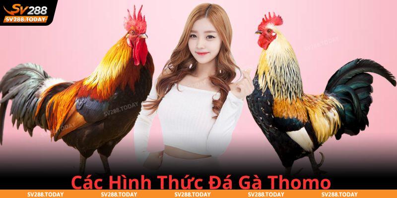 Các hình thức đá gà Thomo tại đấu trường