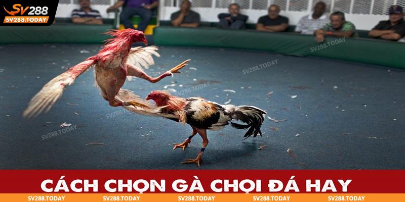 Mắt gà là yếu tố quan trọng để lựa chọn chiến kê giỏi