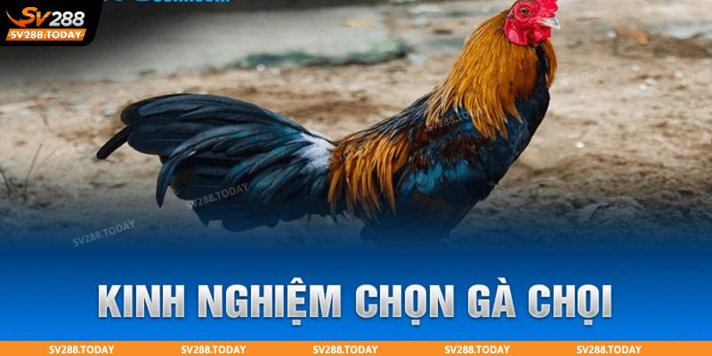 Chọn gà đá dựa vào tướng