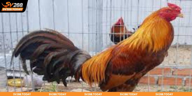 Kinh nghiệm nuôi gà về chế độ ăn